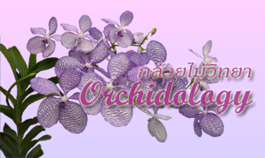 กล้วยไม้วิทยา | Orchidology 00069