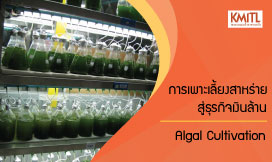 การเพาะเลี้ยงสาหร่ายสู่ธุรกิจเงินล้าน | Algal Cultivation 00260